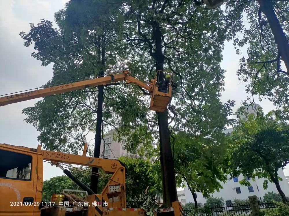 佛山大樹喬木修剪裁剪砍樹的生態(tài)足跡