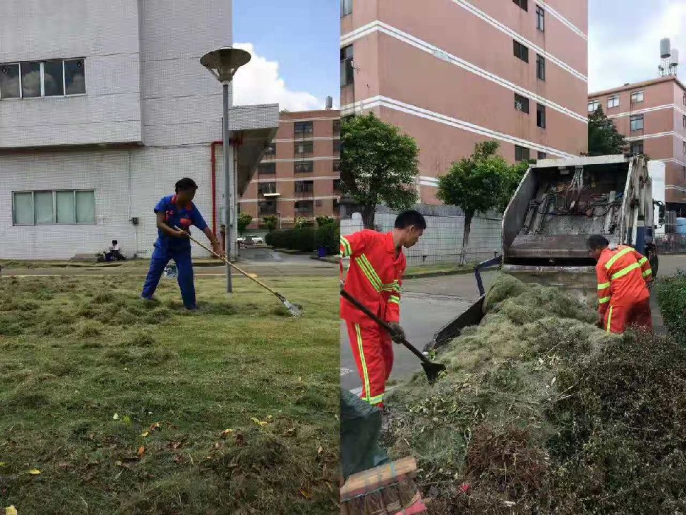 佛山大樹移植的環(huán)境友好實(shí)踐