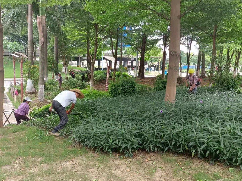 佛山大樹移植的生態(tài)環(huán)境貢獻