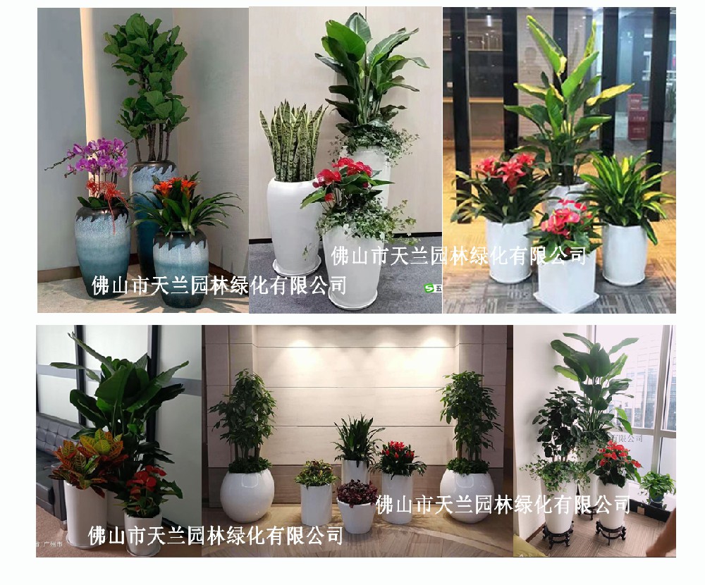 佛山綠植租賃的發(fā)展瓶頸與突破